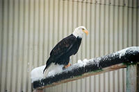 00048 n 16ajptvtbh0635