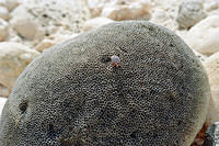 00084 n 16ajptvtbh0671